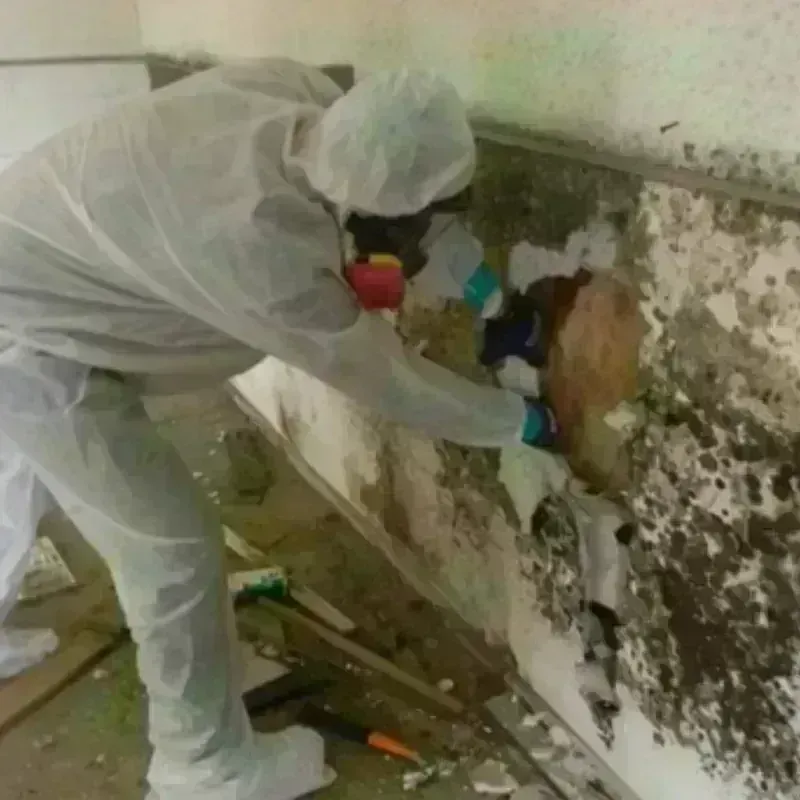 Mold Remediation and Removal in Iowa Park, TX